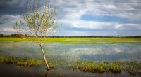 La diversité biologique ou biodiversité est : la diversité des espèces vivantes : Les scientifiques estiment qu’il existe sur terre plus de 10 millions d’espèces animales et végétales. On en connaît moins […]