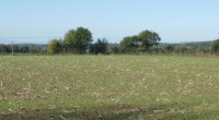 Le printemps dernier, un exploitant agricole a retourné des prairies naturelles situées en zone Natura 2000 sur l’île du Ponneau et au Buteau, immédiatement en aval de Saumur, sur la […]