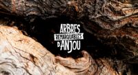 FNE Anjou et le CAUE de Maine-et-Loire vous donnent rendez-vous le jeudi 20 novembre à 18h00 pour le vernissage de l’exposition Arbres Remarquables d’Anjou. Cette exposition sera installée jusqu’au 24 […]